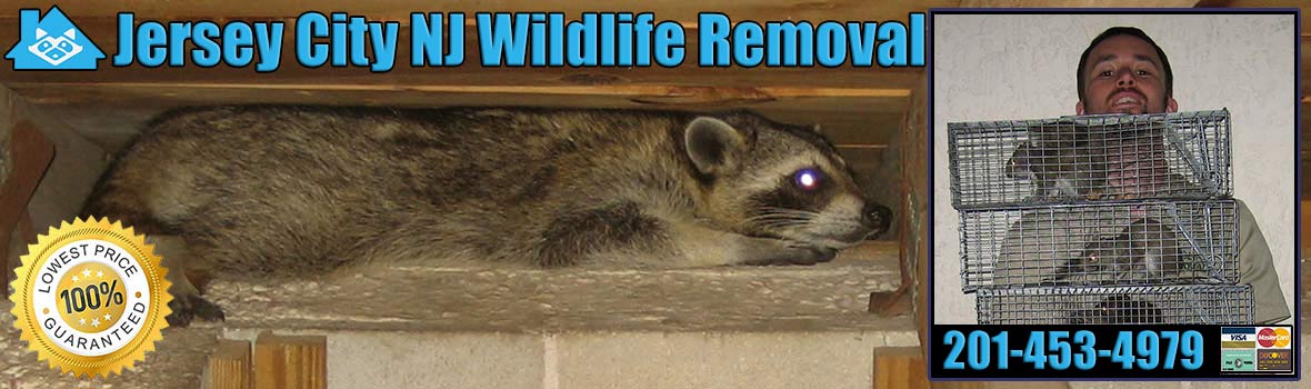 Jersey City Wildlife and Animal Removal